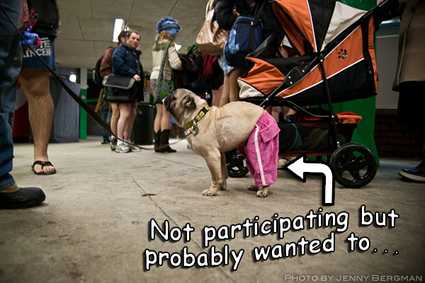 dog-wearing-pants